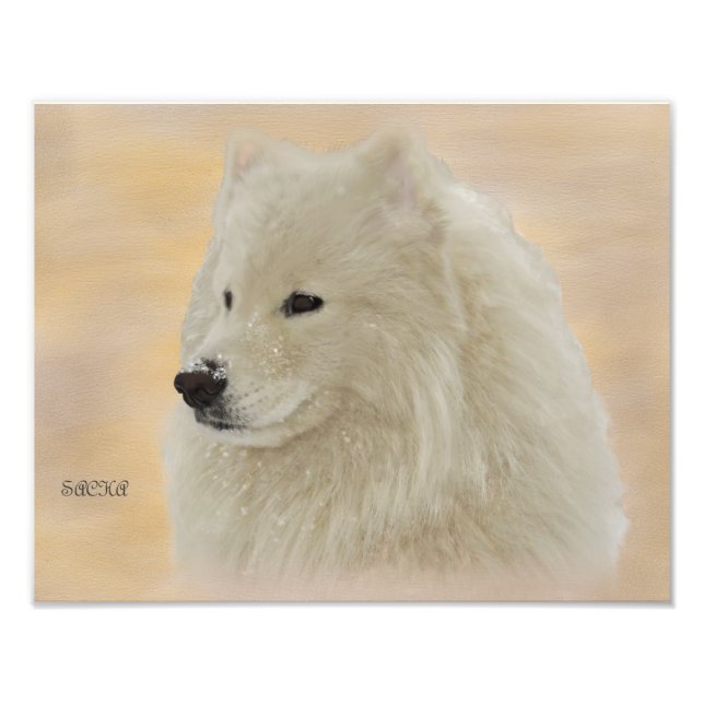 Samoyed Portrait 14X11 Kodak Quality Paper Photo Print (Front)