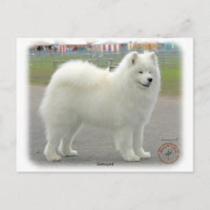 Samoyed Postcard