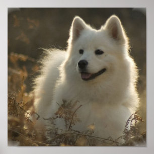 Samoyed Poster Print