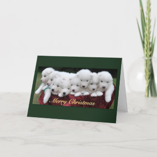 Samoyed Puppies (4 weeks old) Christmas Holiday Card