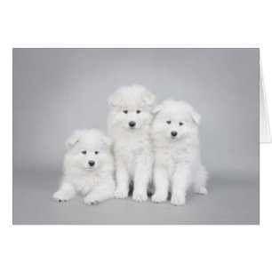 Samoyed puppies card