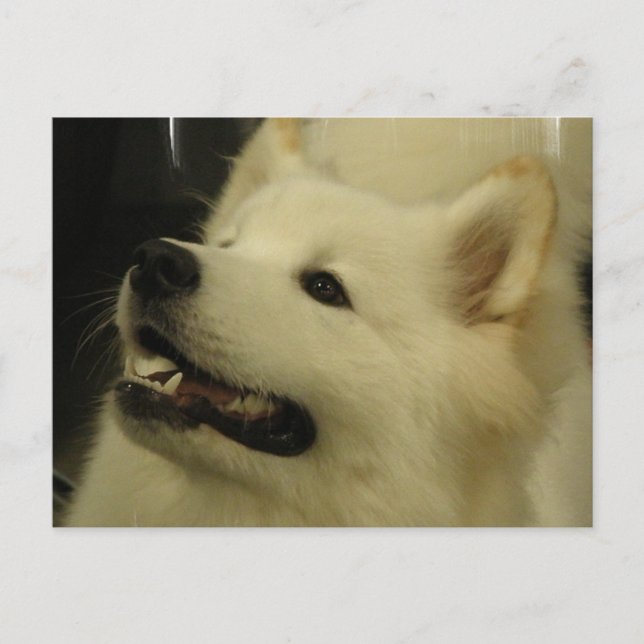 Samoyed Puppy Postcard (Front)