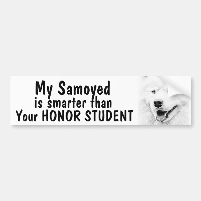 Samoyed smarter than honour student - funny bumper sticker (Front)