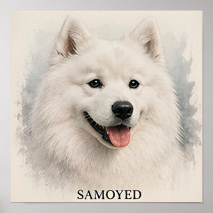 Samoyed Smiling Arctic Dog Portrait  Poster