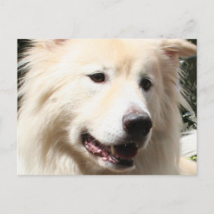 Samoyed Yukon 1 Postcard