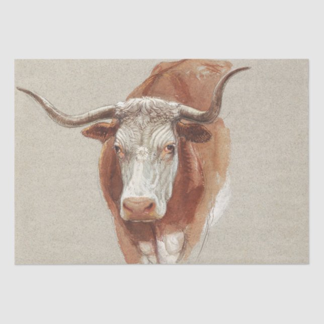 Samuel Colman | Head of a Cow or Ox - 1871 Tissue Paper (Front)