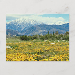 San Bernardino Mountains, snow, flowers  flowers Postcard