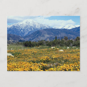 San Bernardino Mountains, snow, flowers Postcard