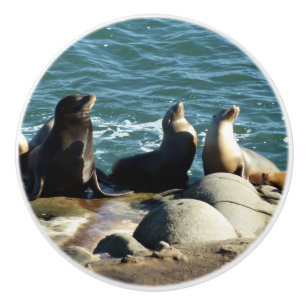 San Diego Sea Lions Ceramic Knob
