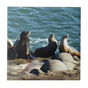 San Diego Sea Lions Ceramic Tile