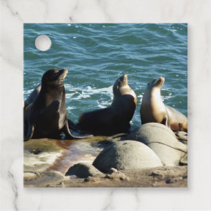 San Diego Sea Lions Favour Tags