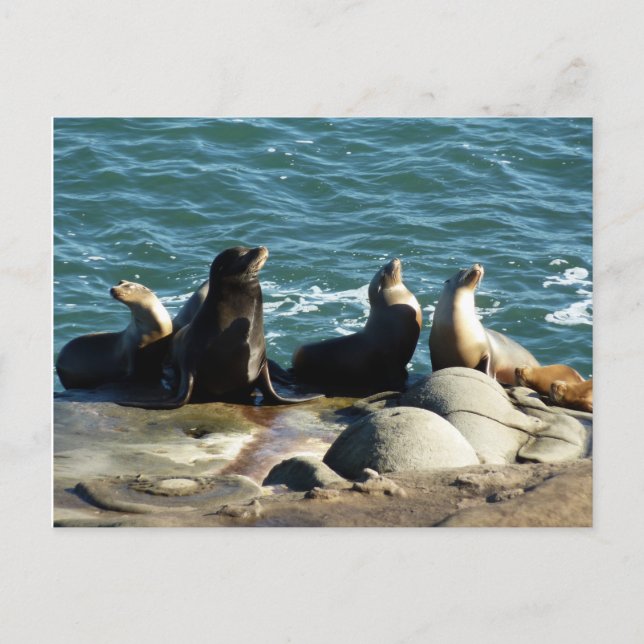 San Diego Sea Lions Postcard (Front)