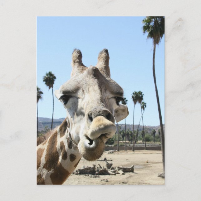 San Diego zoo Postcard (Front)