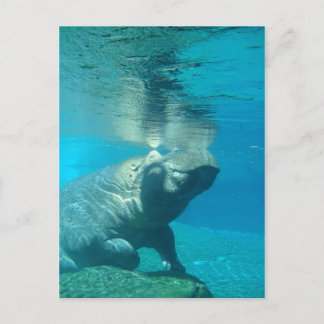 San Diego Zoo Postcard