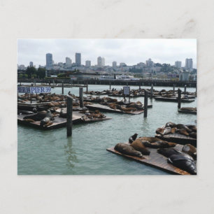 San Francisco and Pier 39 Sea Lions City Skyline Postcard