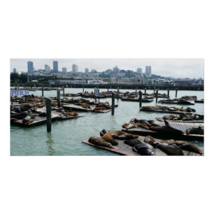 San Francisco and Pier 39 Sea Lions City Skyline Poster