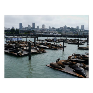 San Francisco and Pier 39 Sea Lions City Skyline Poster