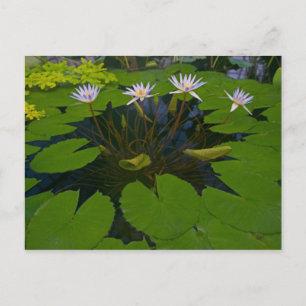 San Francisco Californias Golden Gate Park and Postcard