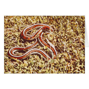 San Francisco garter snake