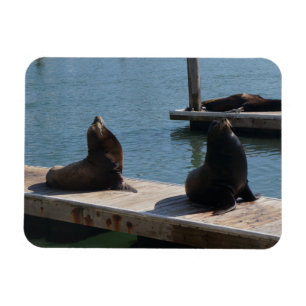 San Francisco Pier 39 Sea Lions #3 Magnet