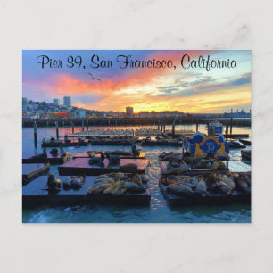 San Francisco Pier 39 Sea Lions #8-2 Postcard