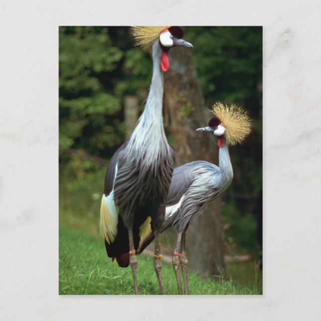 San Francisco Zoo Postcard (Front)