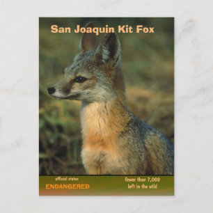 San Joaquin Kit Fox is endangered - Holiday Postcard