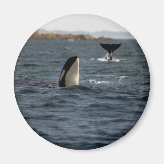 San Juan Whales Magnet