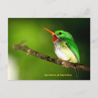 San Pedrito de Puerto Rico Postcard