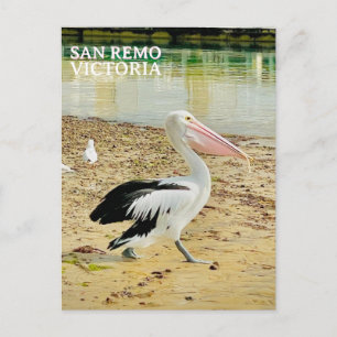 San Remo Pelican, Phillip Island, Victoria Postcard