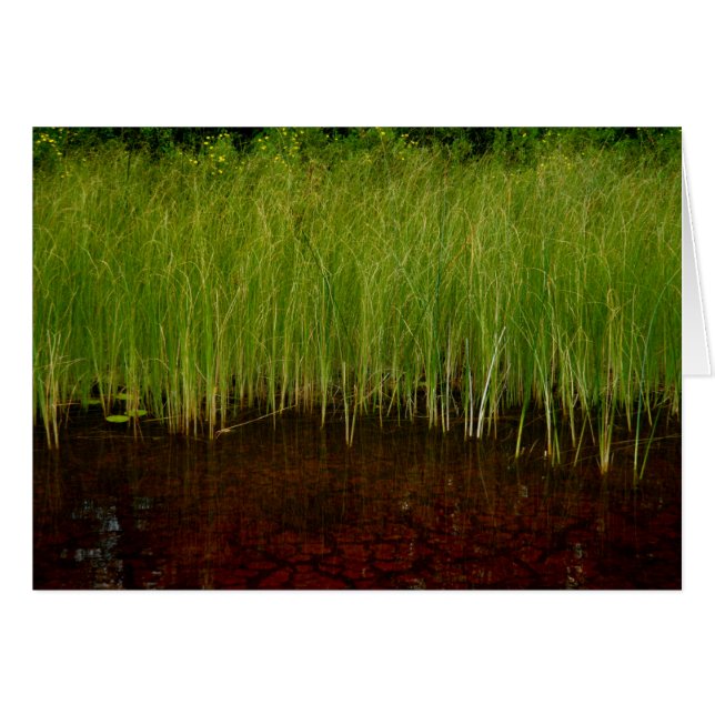 Sancturary (Front Horizontal)