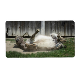 Sand Bathing Donkey