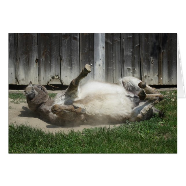Sand Bathing Donkey (Front Horizontal)