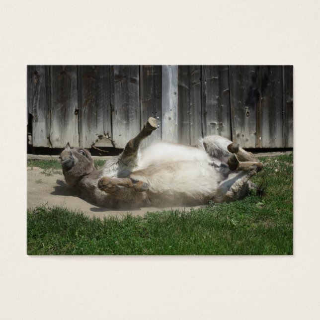 Sand Bathing Donkey (Front)