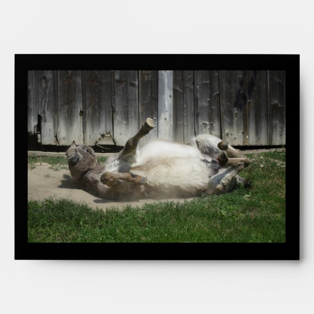 Sand Bathing Donkey Envelopes (Front)