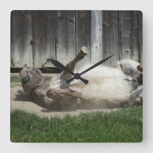 Sand Bathing Donkey Square Wall Clock
