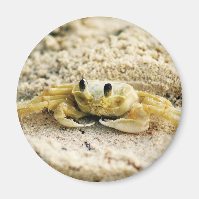Sand Crab, Curacao, Caribbean islands, Photo Magnet (Front)