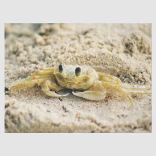Sand Crab, Curacao, Caribbean islands, Photo Tissue Paper