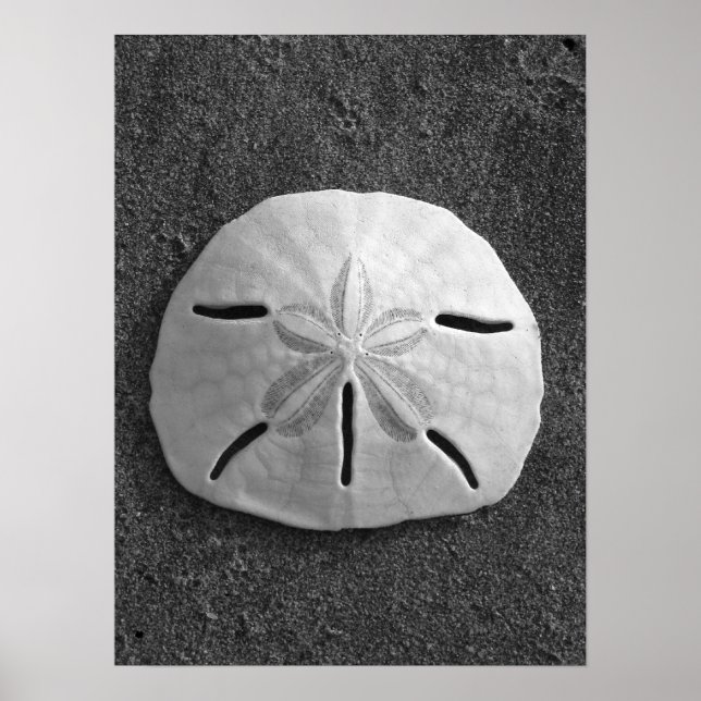 Sand Dollar (Black and White) Poster (Front)