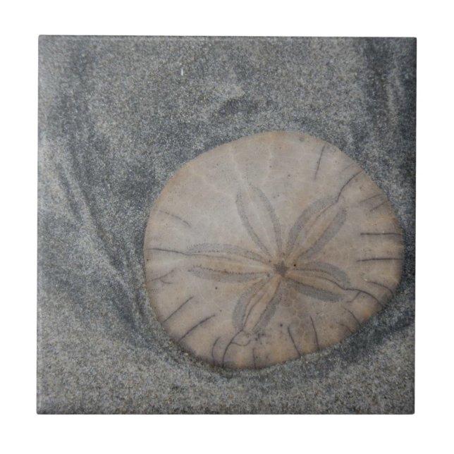 sand dollar ceramic tile (Front)