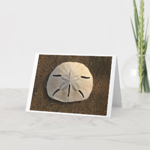 Sand Dollar (Colour) Card
