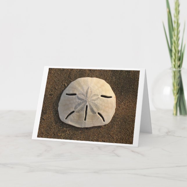 Sand Dollar (Colour) Card (Front)
