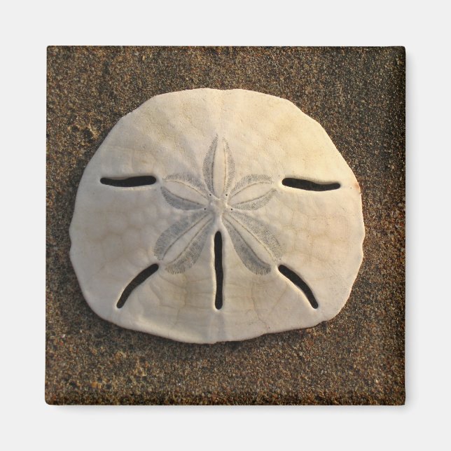 Sand Dollar (Colour) Magnet (Front)