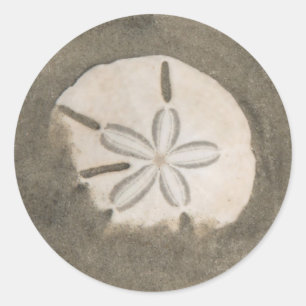Sand dollar (Echinarachnius parma) Classic Round Sticker