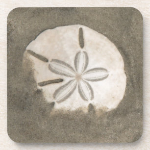 Sand dollar (Echinarachnius parma) Coaster