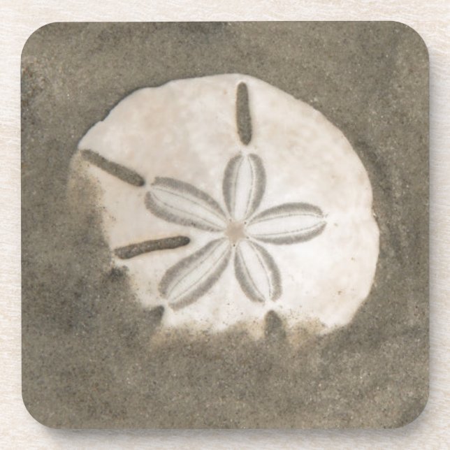 Sand dollar (Echinarachnius parma) Coaster (Front)