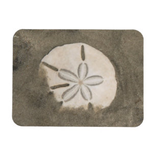 Sand dollar (Echinarachnius parma) Magnet