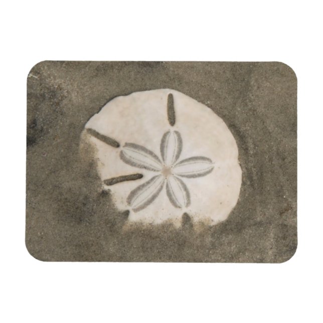 Sand dollar (Echinarachnius parma) Magnet (Horizontal)