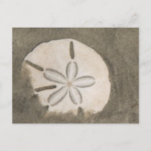 Sand dollar (Echinarachnius parma) Postcard