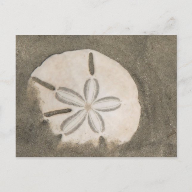 Sand dollar (Echinarachnius parma) Postcard (Front)